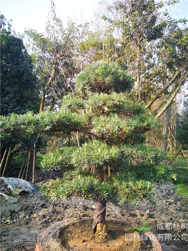 四川省成都市13-14公分罗汉松价格是什么样的？